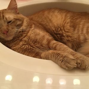 Meet your Posher, Ashlee